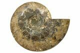 Cut & Polished, Agatized Ammonite Fossil - Madagascar #317503-4